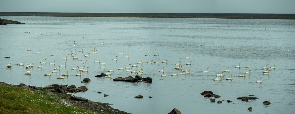 Wilde Zwaan (Cygnus cygnus) gathering for the migration to the south, near Krossanes