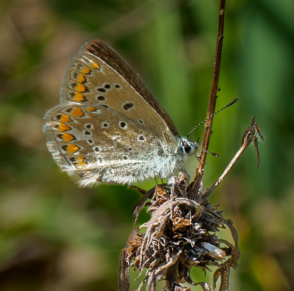 Icarusblauwtje - Polyommatus icarus ♀