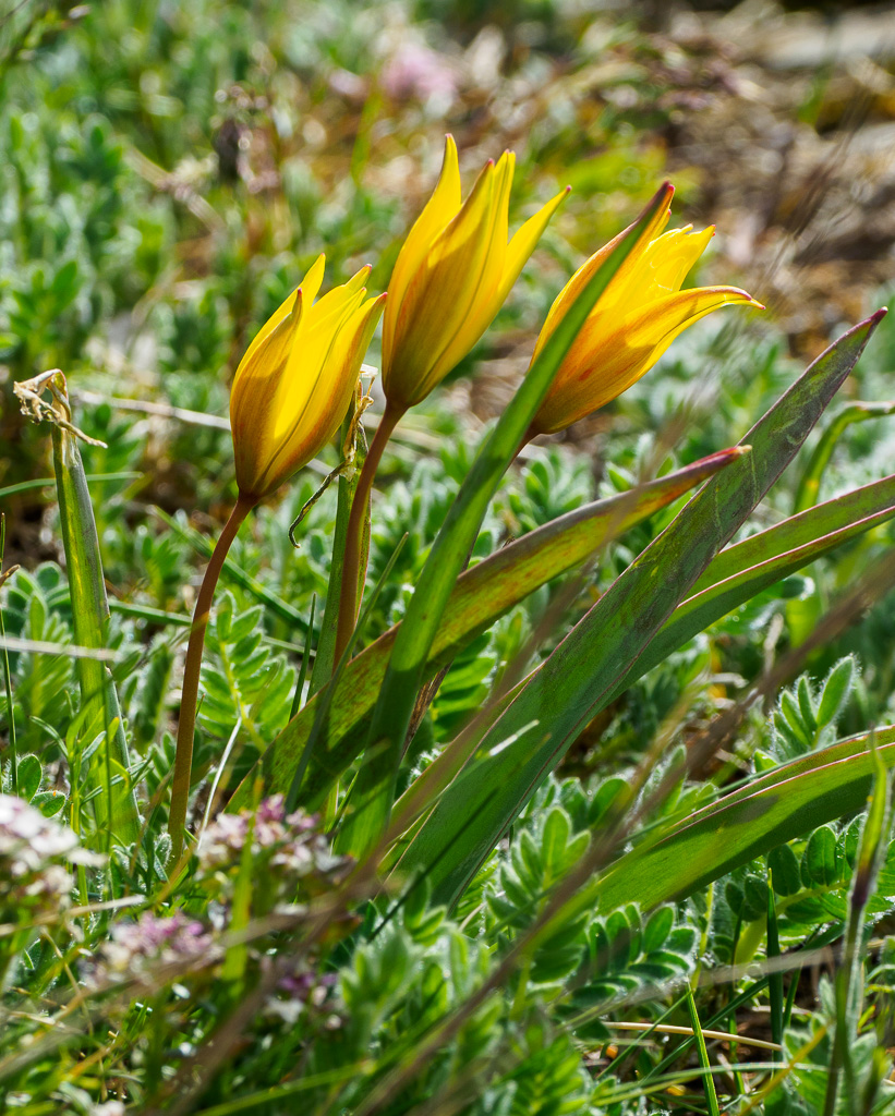 Bostulp - Tulipa sylvestris