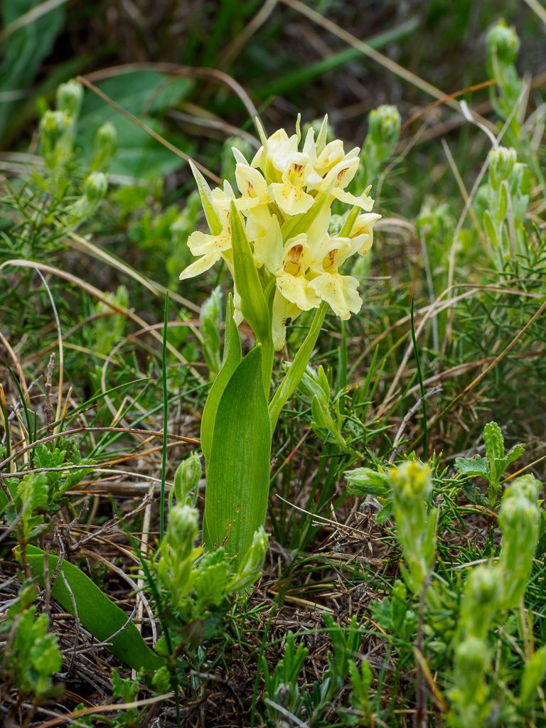 Vlierorchis - Dactylorhiza sambucina