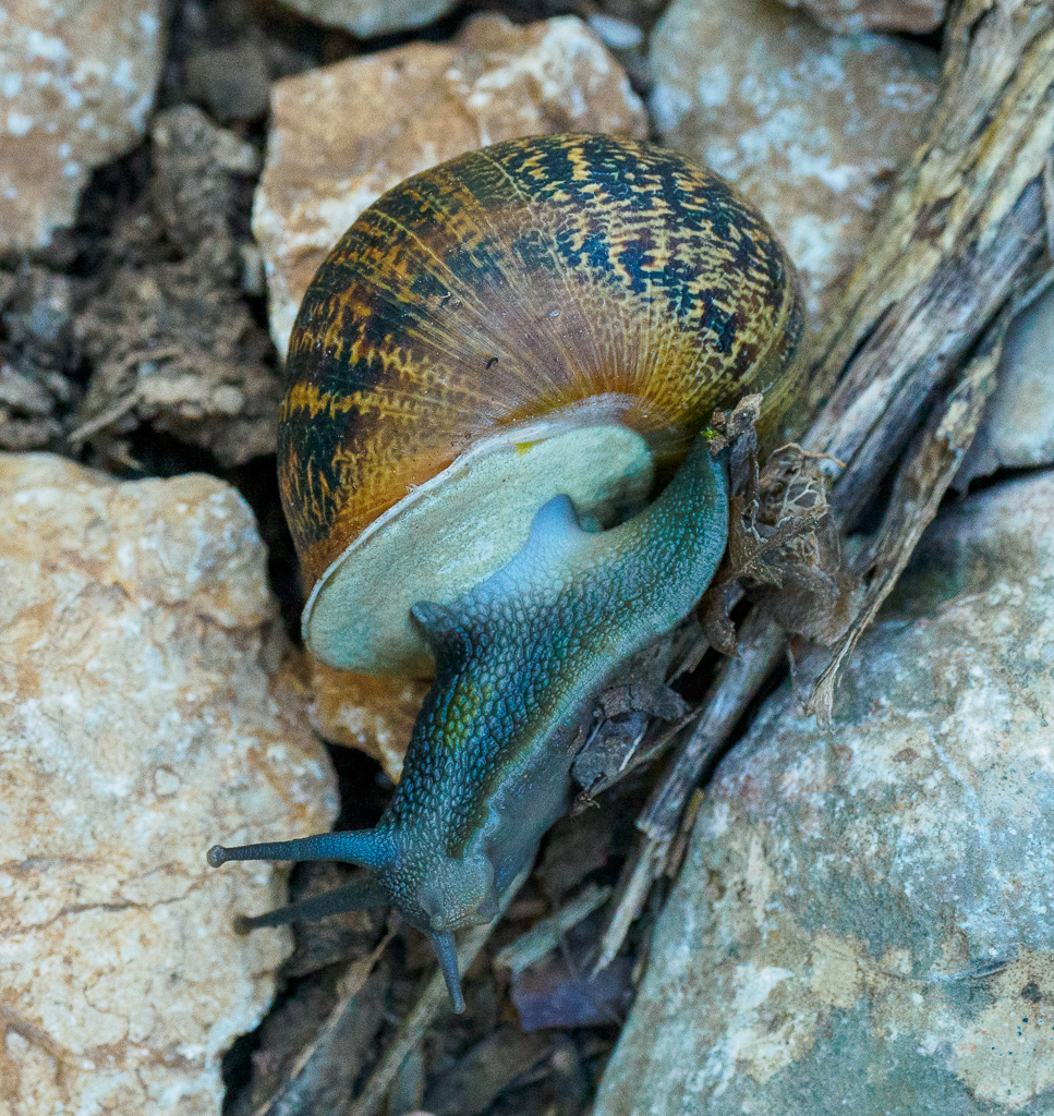 Segrijnslak - Cornu aspersum