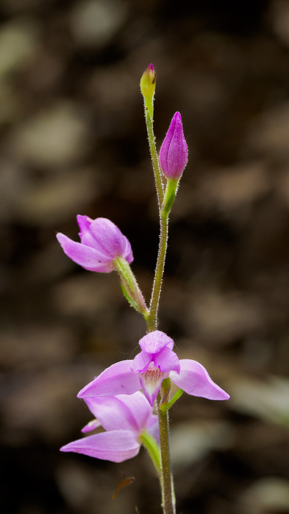 Rood bosvogeltje - Cephalanthera rubra