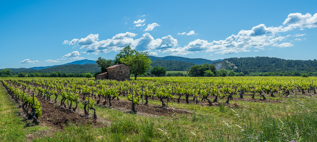 Vineyard in the Réal Martin basin between Puget-Ville and Les Vidaux, with the Maures in the background
