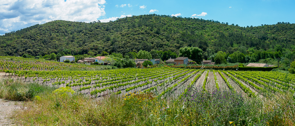 Vineyard near Les Vidaux
