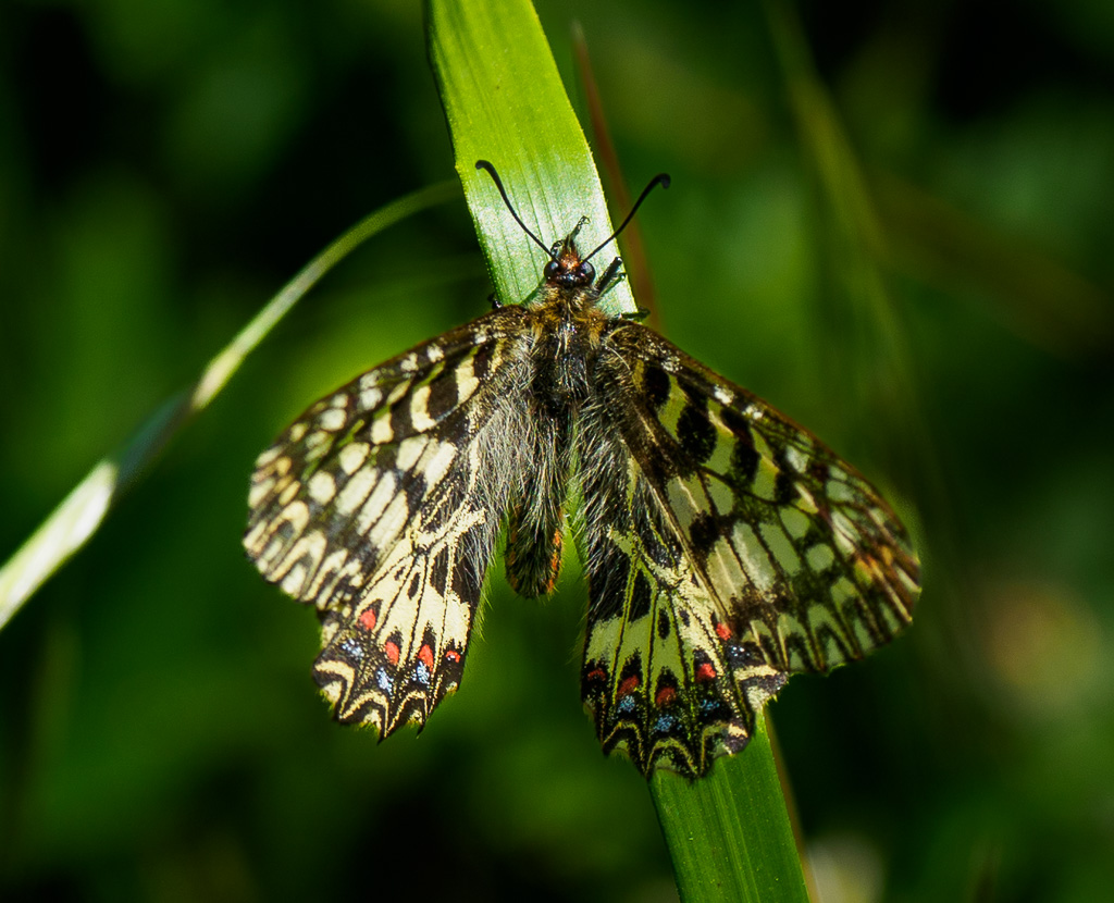 Zuidelijke pijpbloemvlinder - Zerynthia polyxena
