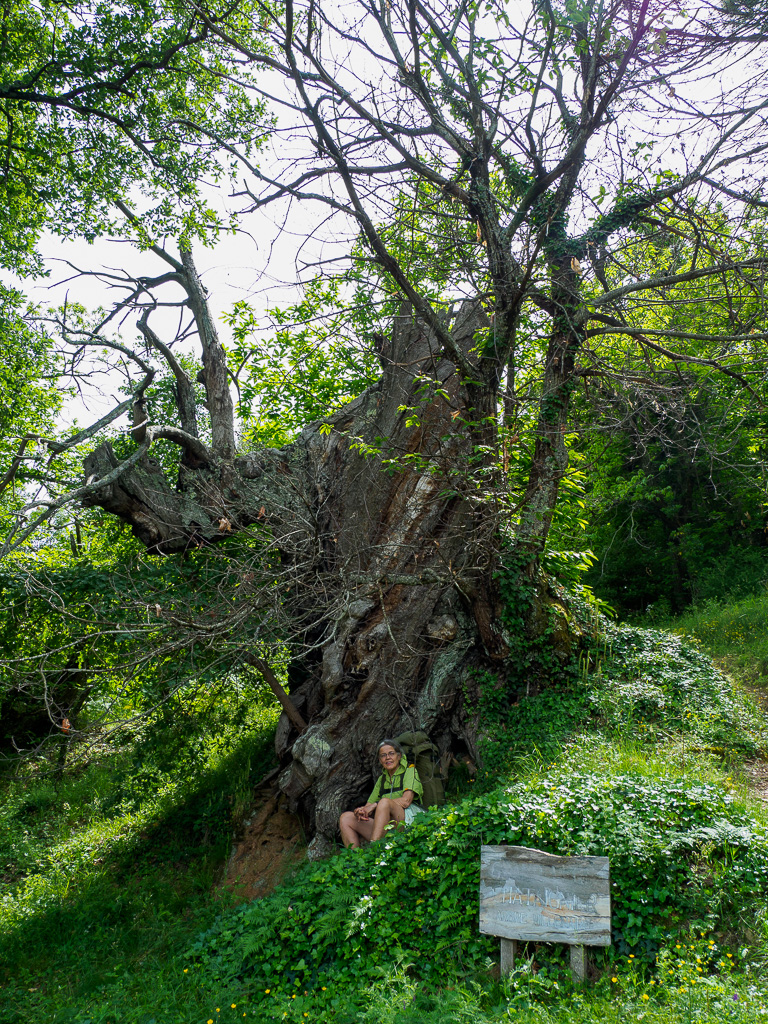 1000 jr old chestnut