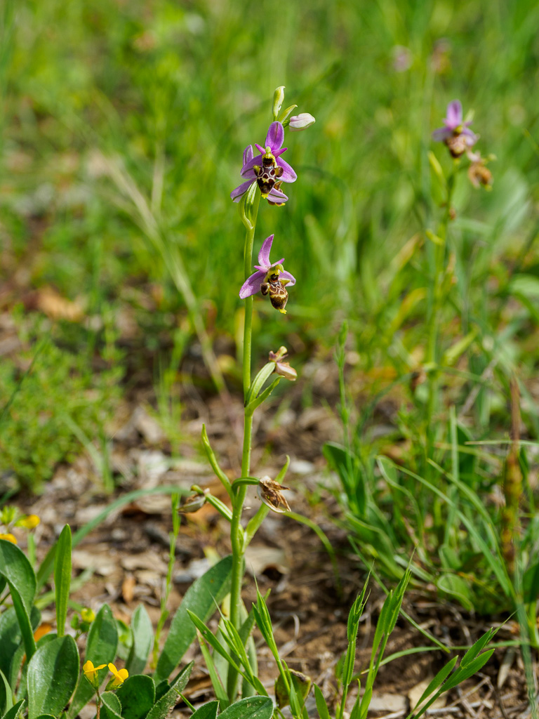 Snipophrys - Ophrys scolopax