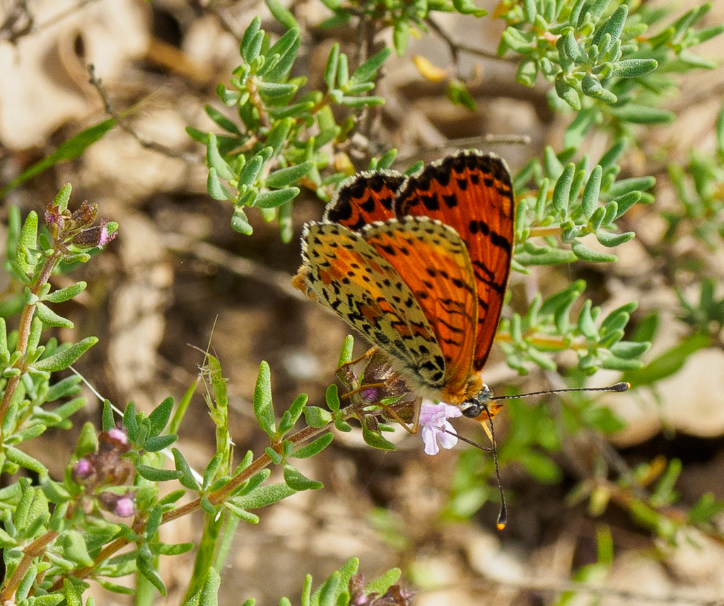 Tweekleurige parelmoervlinder - Melitaea didyma