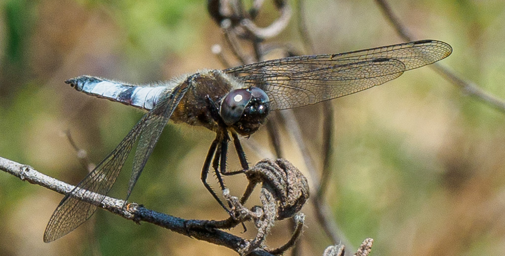 Bruine korenbout - Libellula fulva