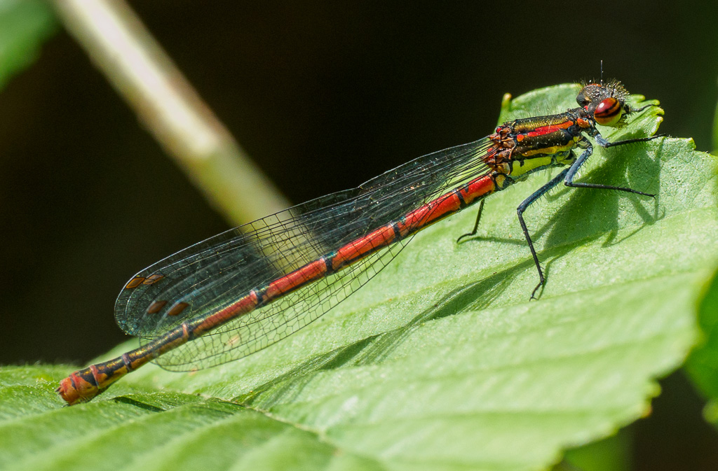 Vuurjuffer - Pyrrhosoma nymphula