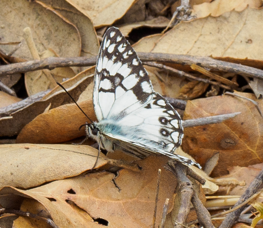 Westelijk dambordje - Melanargia occitanica
