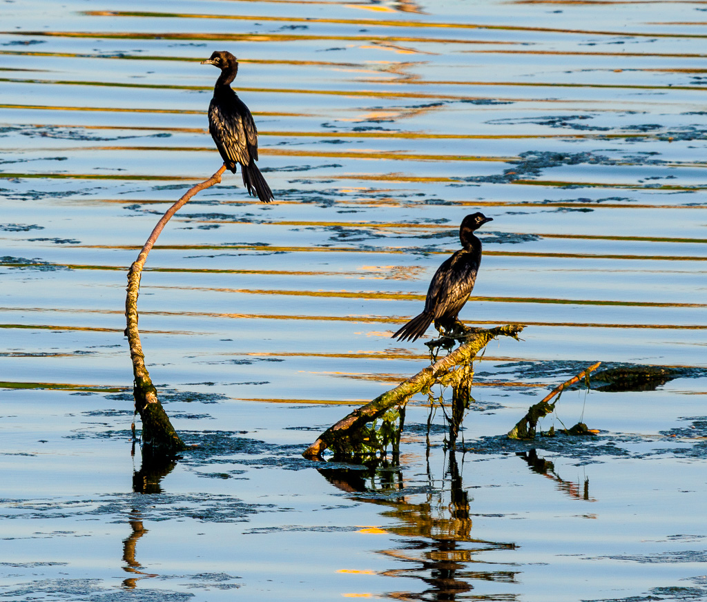 Dwergaalscholver - Microcarbo pygmaeus