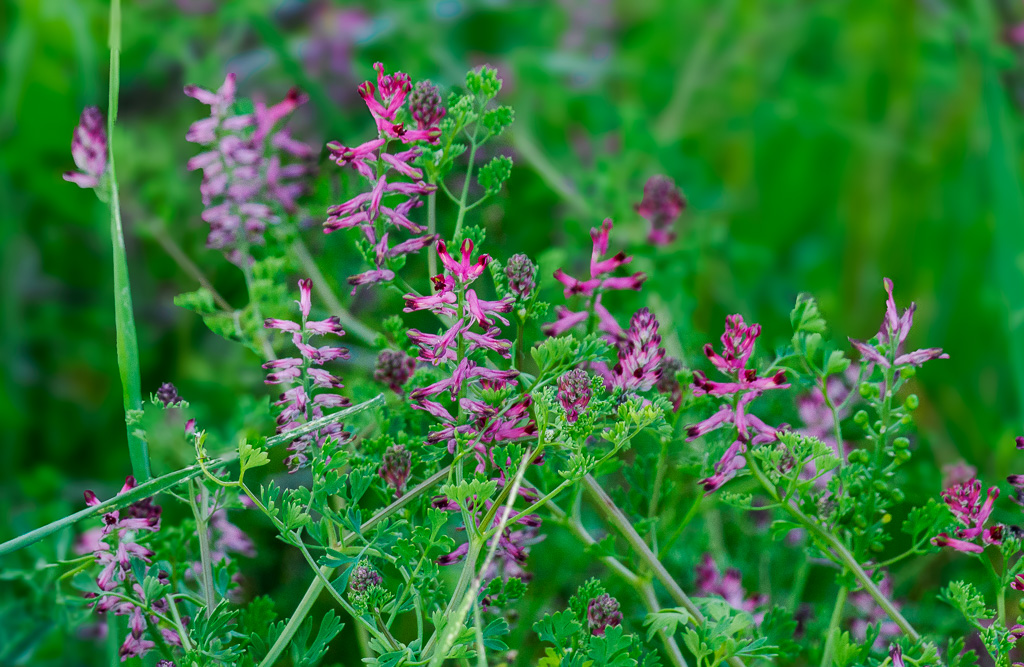 Gewone duivenkervel - Fumaria officinalis