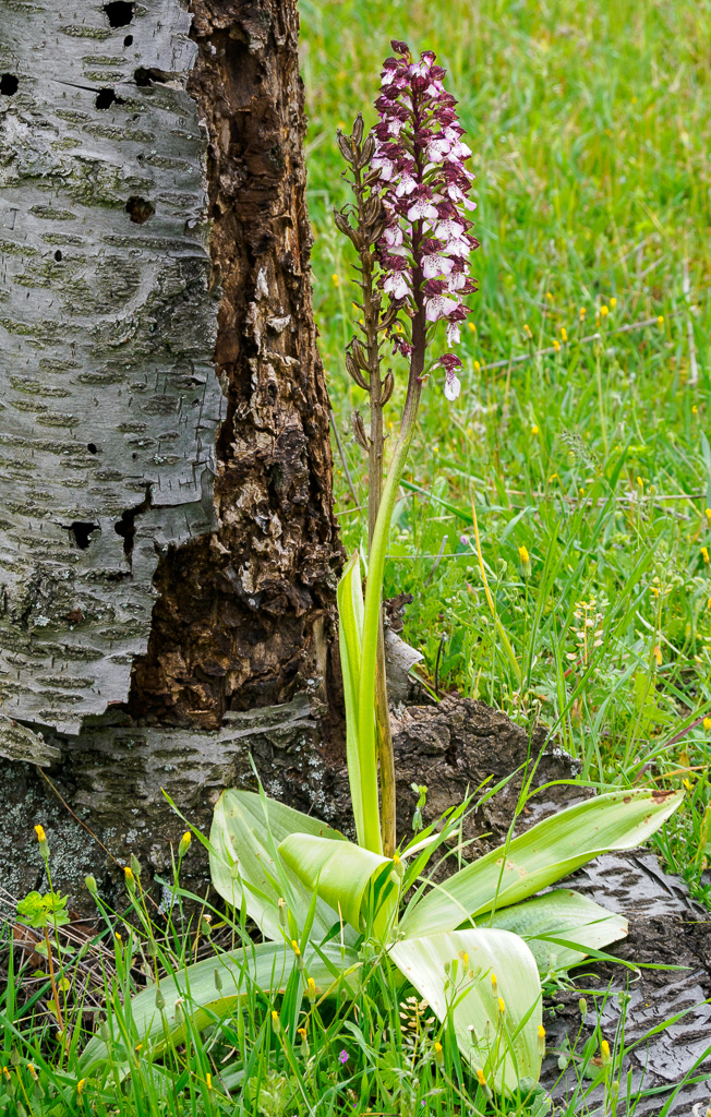 Purperorchis - Orchis purpurea