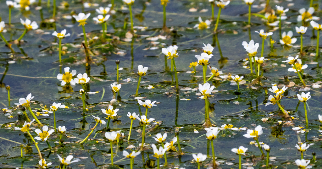 Waterranonkel spec. - Ranunculus subg. Batrachium