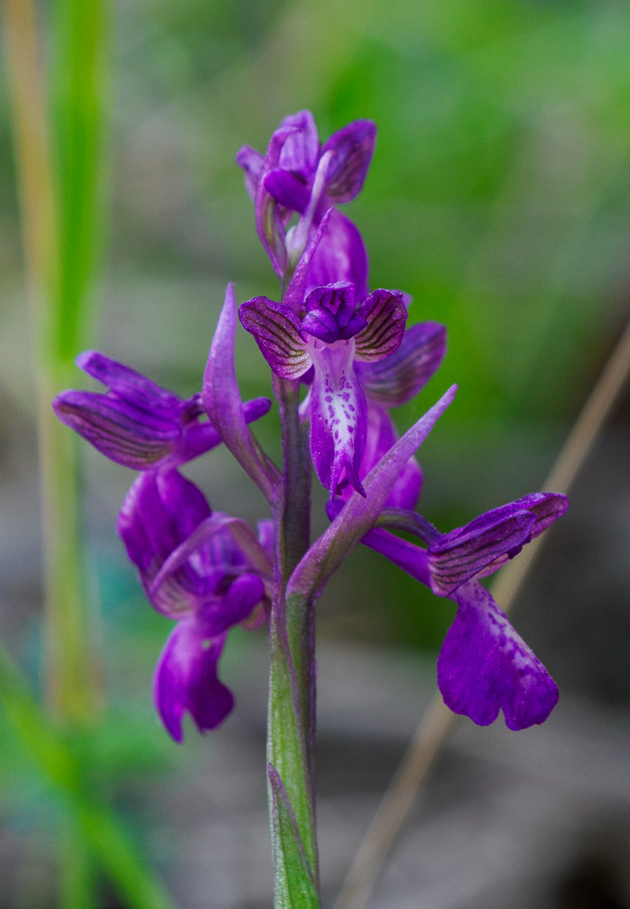 Harlekijn (Anacamptis morio subsp. caucasica)