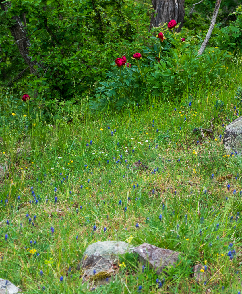 On the Mesheltepe ridge: last blue grape hyacinths (Muscari neglectum) and first peonies (Paeonia peregrina)