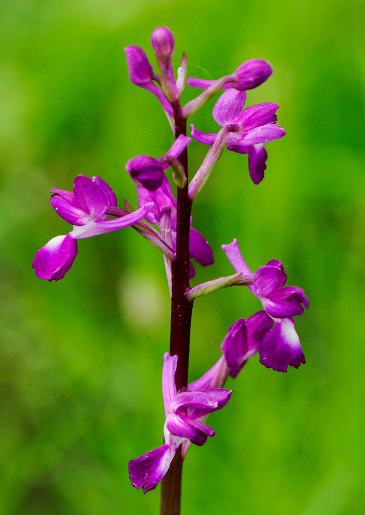 IJle orchis - Anacamptis laxiflora