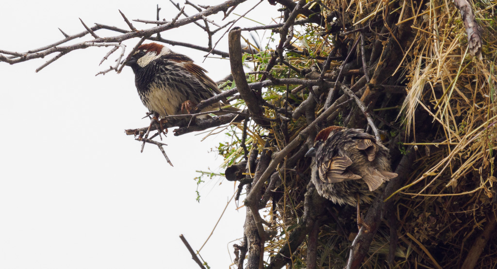 Spanish sparrows (Passer hispaniolensis) inhabit the stork nests, here in Mandritsa village