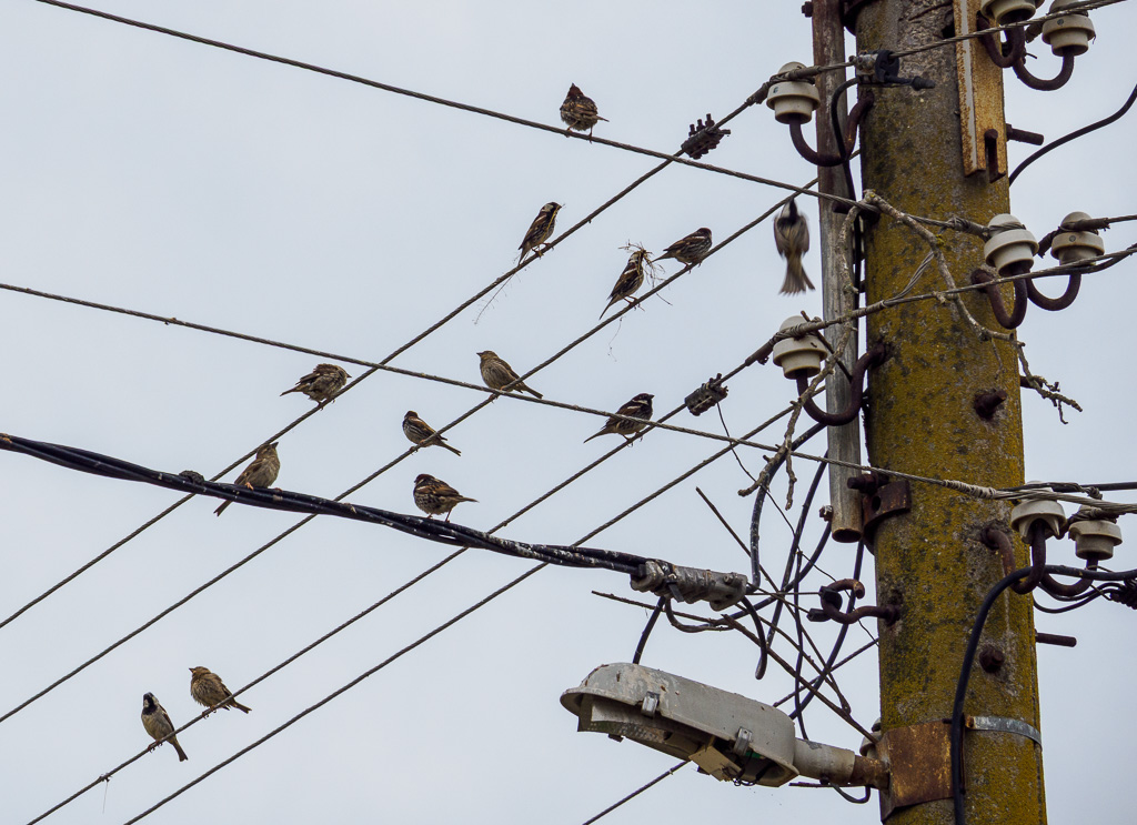 Spanish sparrows (Passer hispaniolensis) in Mandritsa village