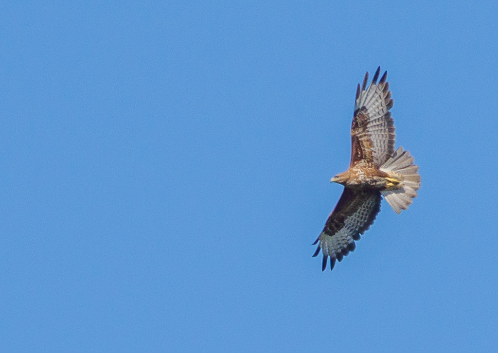 Arendbuizerd - Buteo rufinus