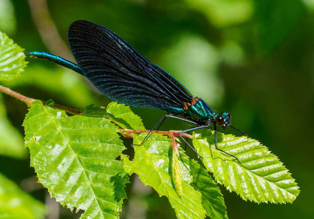 Bosbeekjuffer - Calopteryx virgo