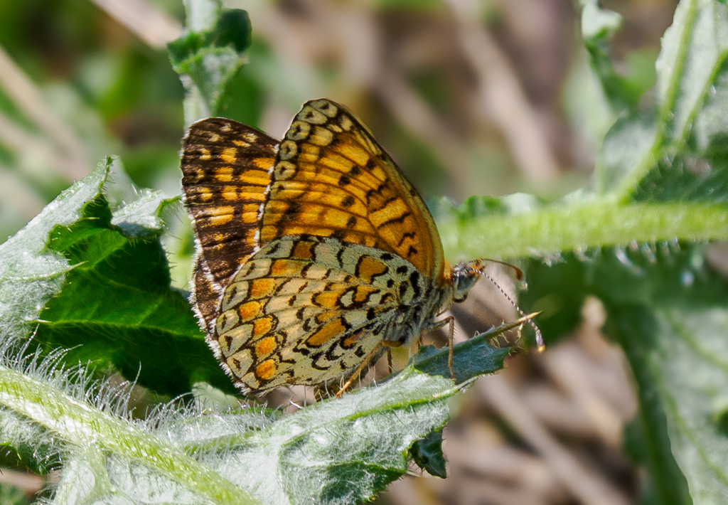 Knoopkruidparelmoervlinder - Melitaea phoebe