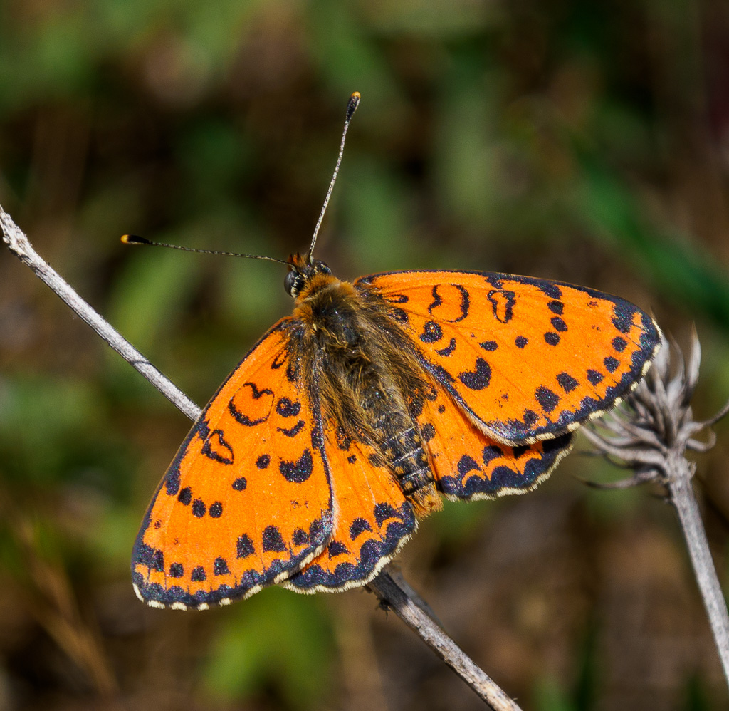 Tweekleurige parelmoervlinder - Melitaea didyma