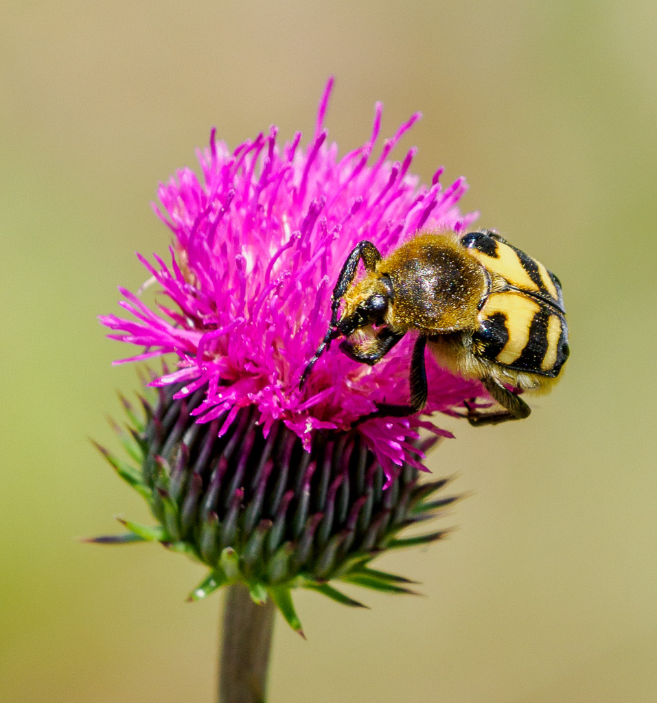 Penseelkever (fasciatus) - Trichius fasciatus