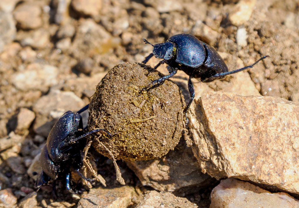 Voorjaarsmestkever - Trypocopris vernalis
