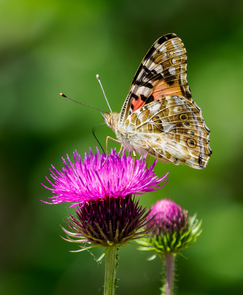Distelvlinder - Vanessa cardui