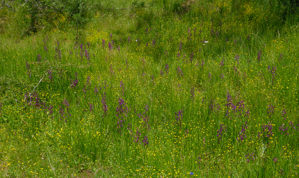 iJle orchis - Anacamptis laxiflora