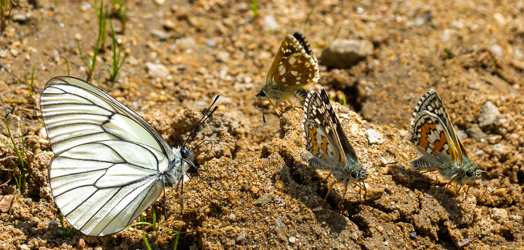 Groot geaderd witje - Aporia crataegi & Oostelijk kalkgraslanddikkopje - Spialia orbifer & Geelbandspikkeldikkopje - Pyrgus sidae