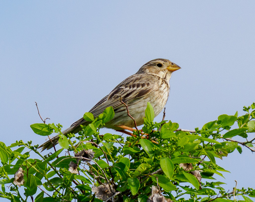 Grauwe Gors - Emberiza calandra