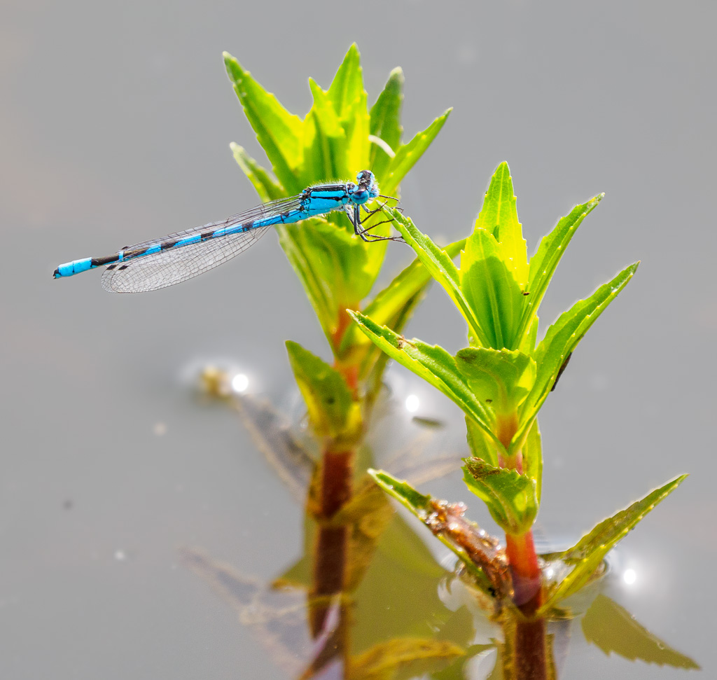 Watersnuffel - Enallagma cyathigerum