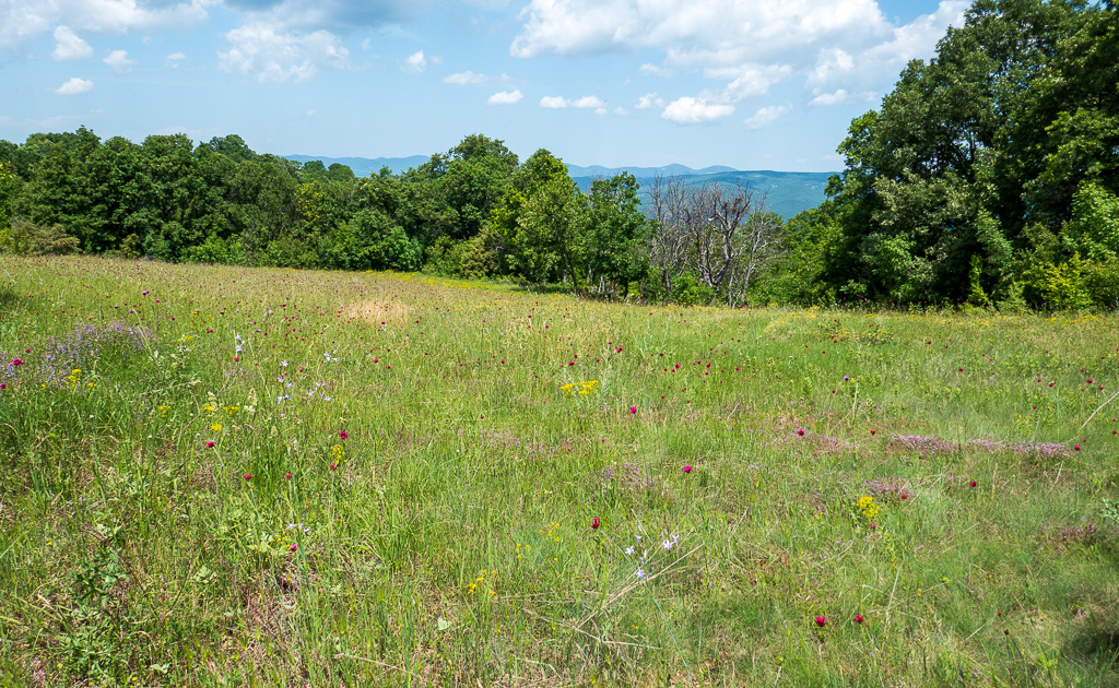 Flower wealth on the way to Gornoseltsi