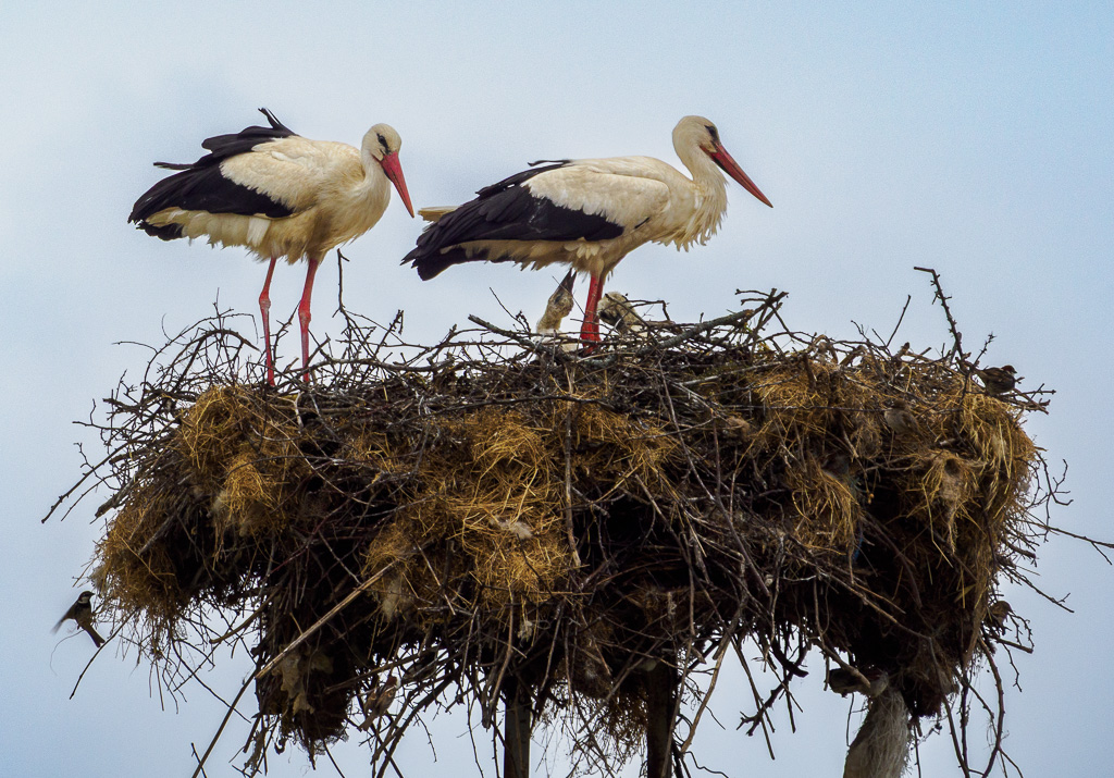 Another stork’s nest (Ciconia ciconia) with nesting Spanish sparrows (Passer hispaniolensis), now in Senoklas village