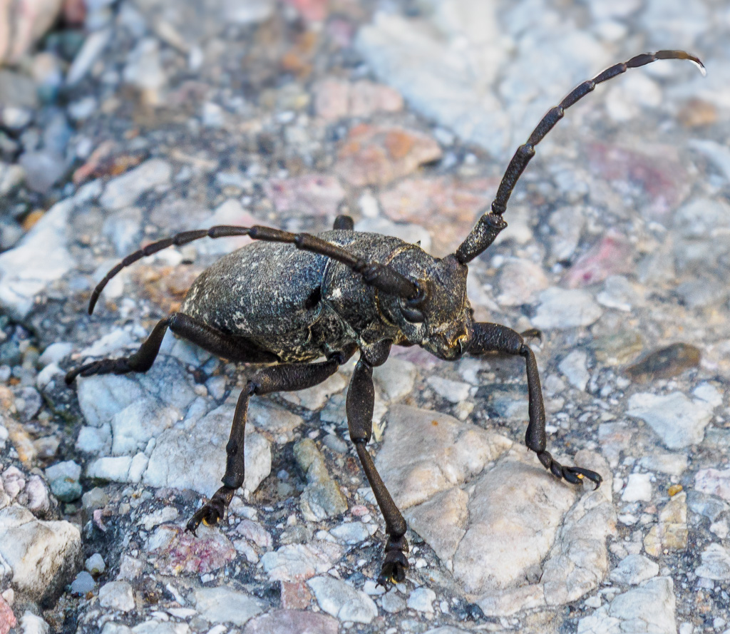 Weverboktor - Lamia textor