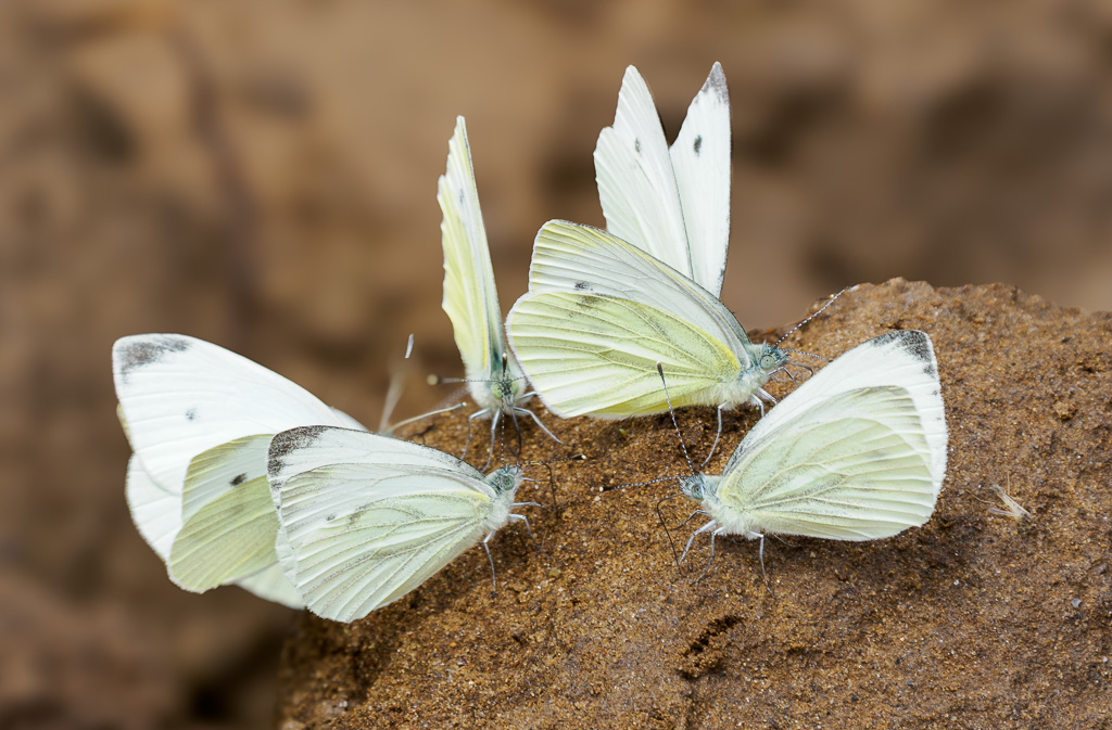 Klein geaderd witje - Pieris napi