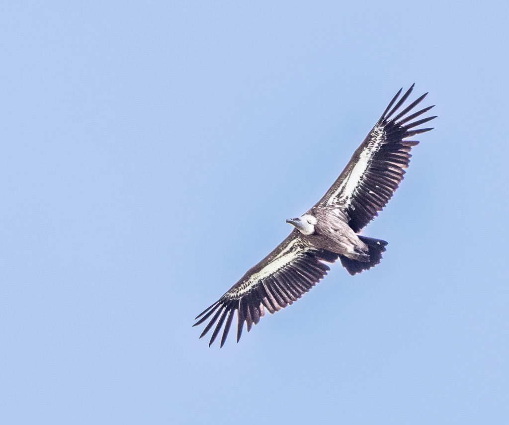 Vale Gier - Gyps fulvus