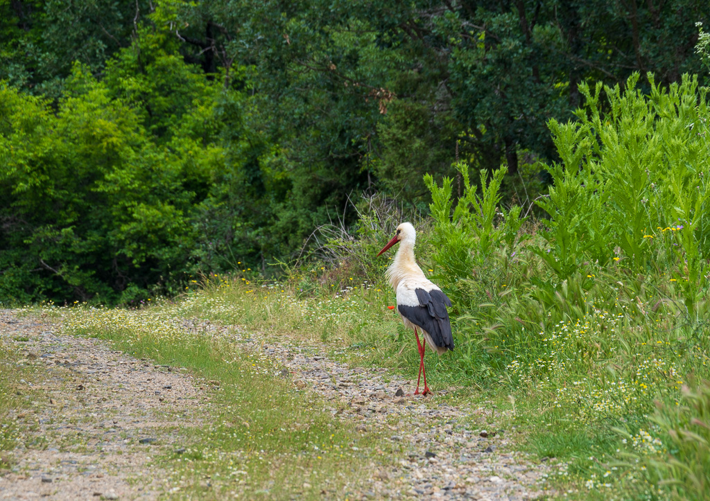 ooievaar - Ciconia ciconia
