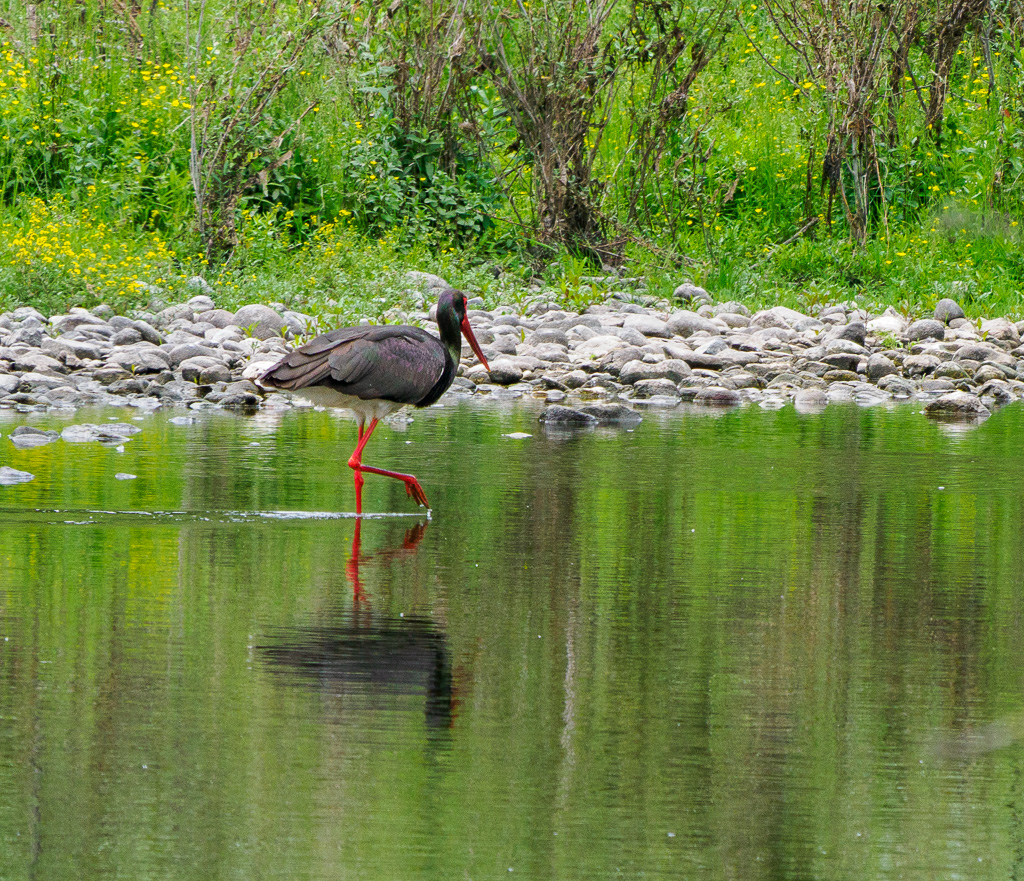 Zwarte Ooievaar - Ciconia nigra